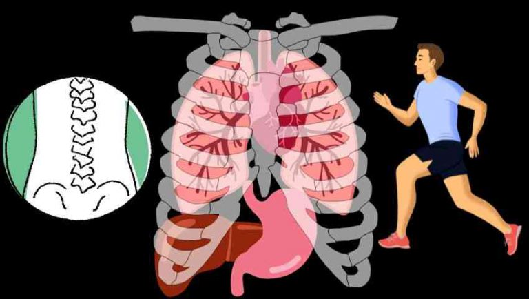 Las Funciones De Los Huesos En El Cuerpo Humano De Huesos Consejos